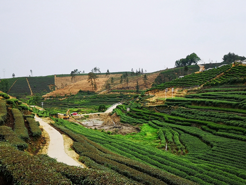 四川峨眉山高原茶園用okeyset太陽能監控攝像頭
