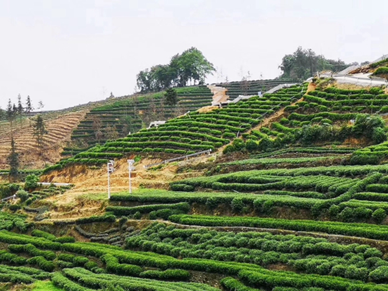 四川樂山中藥材基地用okeyset太陽能監控攝像頭